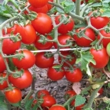 Paradajz thumbelina: recenzije, fotografije, prinos